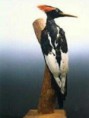 /album/hagamos-algo/pajaro-carpintero-imperial-jpg1/